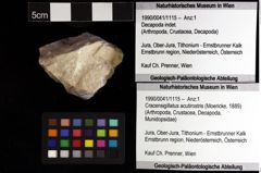 Foto (Objket + Etiketten) von Cracensigillatus acutirostris (Moericke, 1889) 